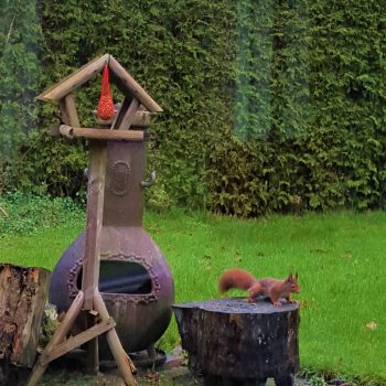 Vakantiehuis eekhoorn stam