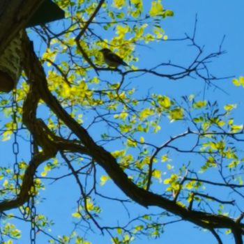 Vakantiehuis vogel huisje