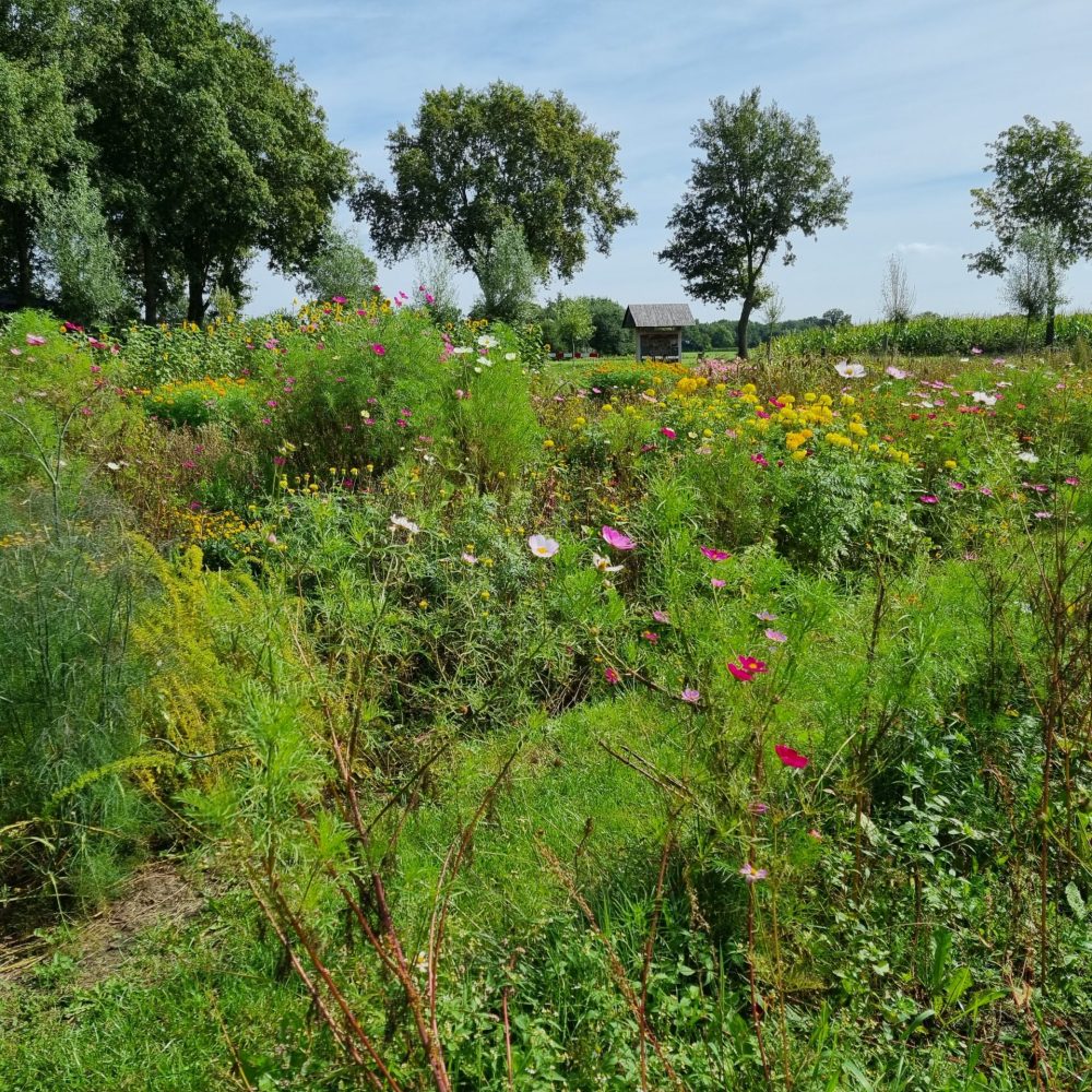 Pluktuin Dijkerhoek Bloemen