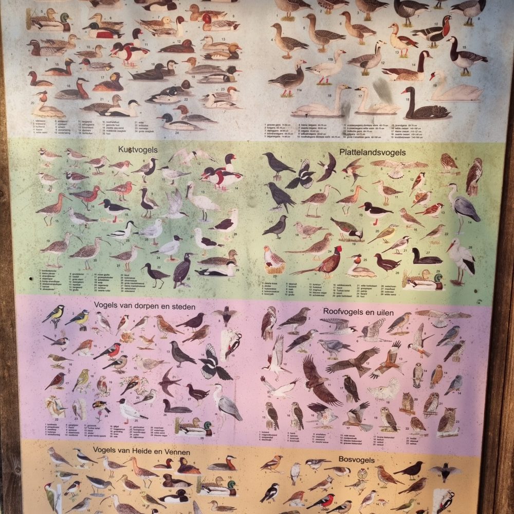 Vogels in Nederland