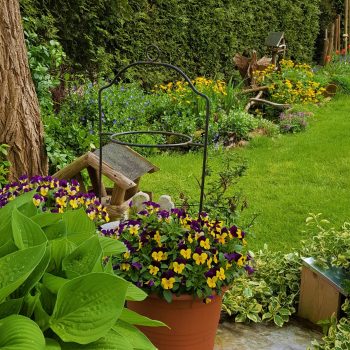 Violen tuin Bonte Specht