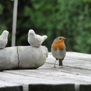Roodborstje Bonte Specht